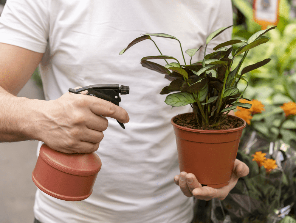 close up man holding house plant