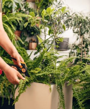 closeup woman gardener