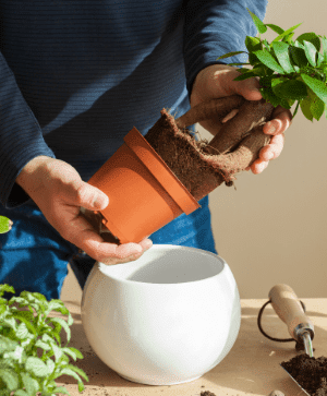 man plating flowers home