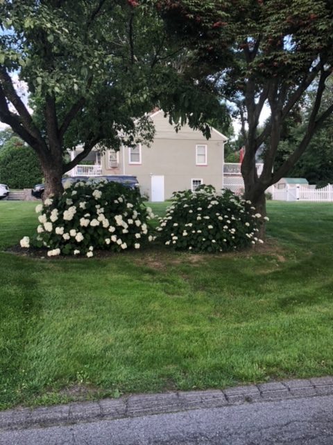 Landscaping Services in Cortlandt Manor, NY backyard