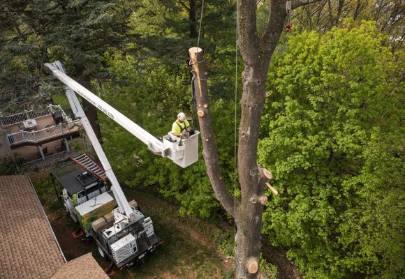 Tree Removal Services in Armonk, NY for Safe and Efficient Clearing