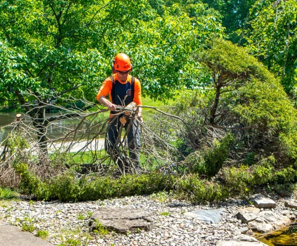 Tree Trimming and Pruning to Promote Healthy Tree Growth